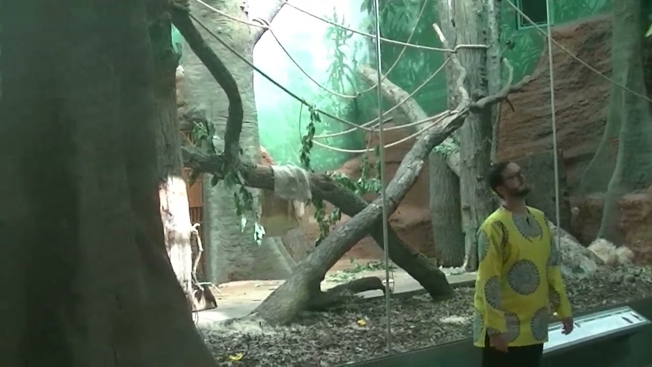 Otevření nového pavilonu goril-ZOO Praha