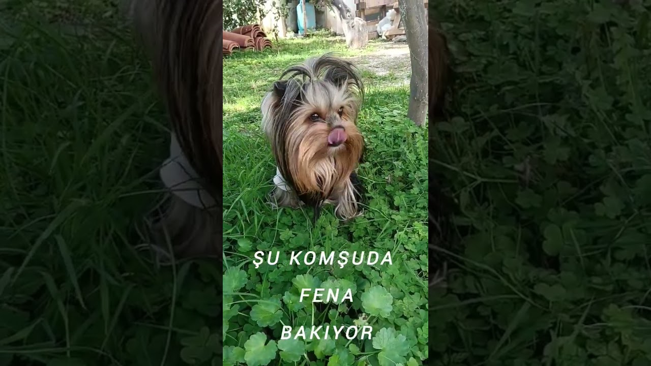 Bi rahat bırakında yiyim🤣🤣🤣👉@peak5_zirve👈abone ol👈@snoopdogg @itsrealdog