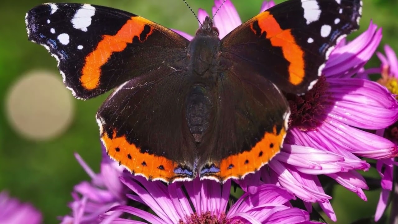 20 Most Fascinating Butterflies on Planet Earth