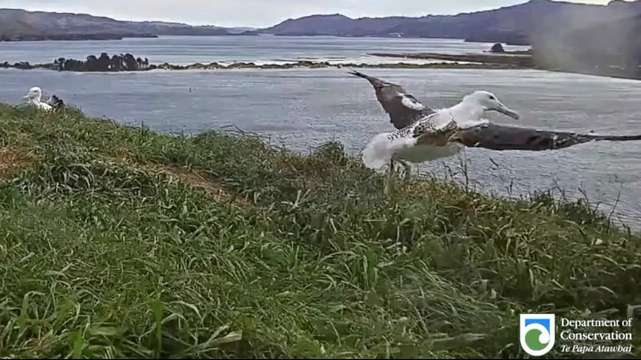 Royal Albatross~Manaaki fledged! 🛫 Our big boy mad it! 💗 Good luck! 4:39 pm 2023/09/16