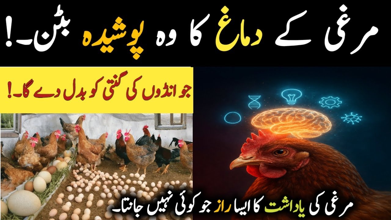 How a Chicken&rsquo;s Brain Controls Egg Production || Unbelievable Science for more egg production