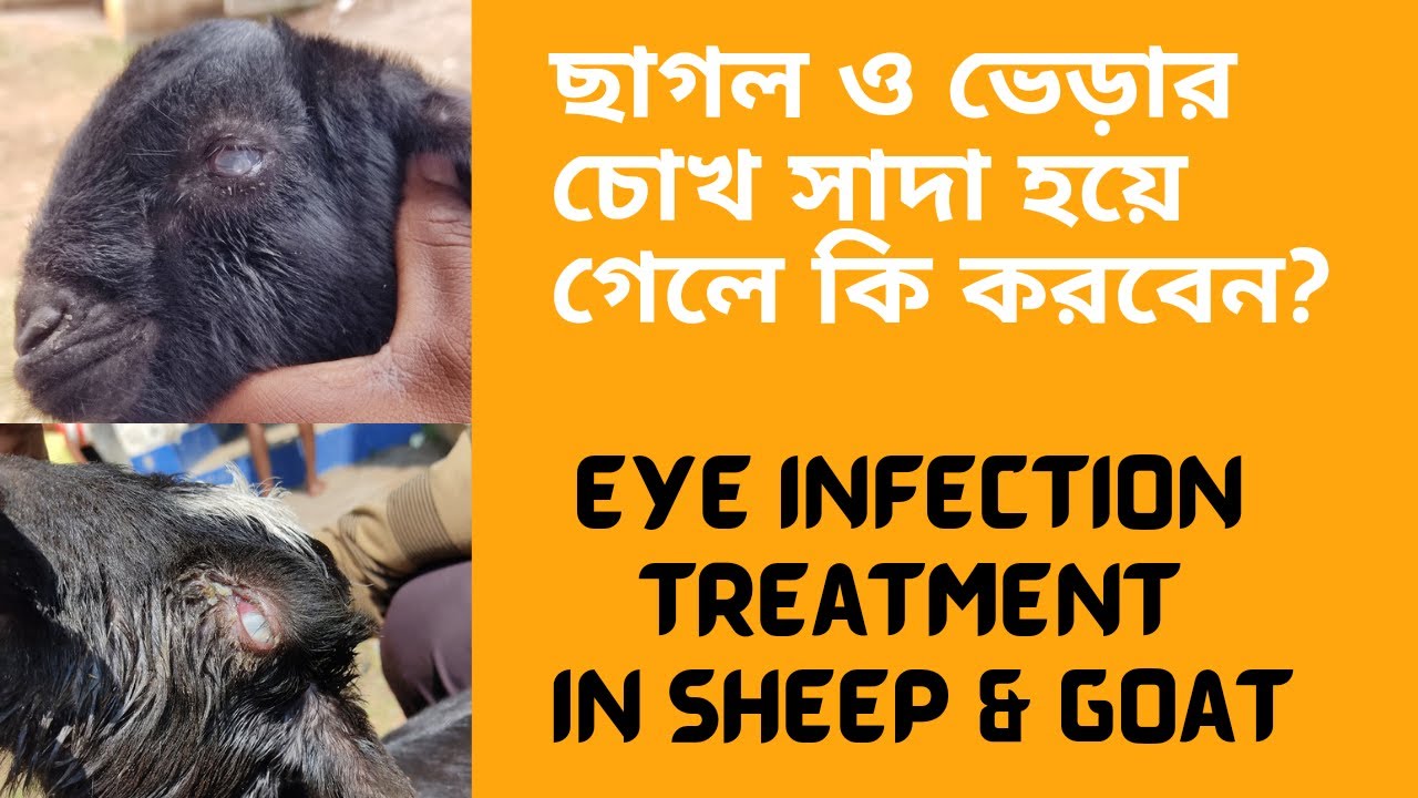 Eye infection of Sheep & Goat in bengali । ছাগল ও ভেড়ার চোখ সাদা হয়ে গেলে কি করবেন?