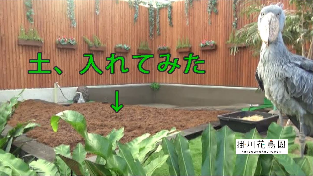 【掛川花鳥園公式】ハシビロコウ「ふたば」のエリアに土入れてみた。