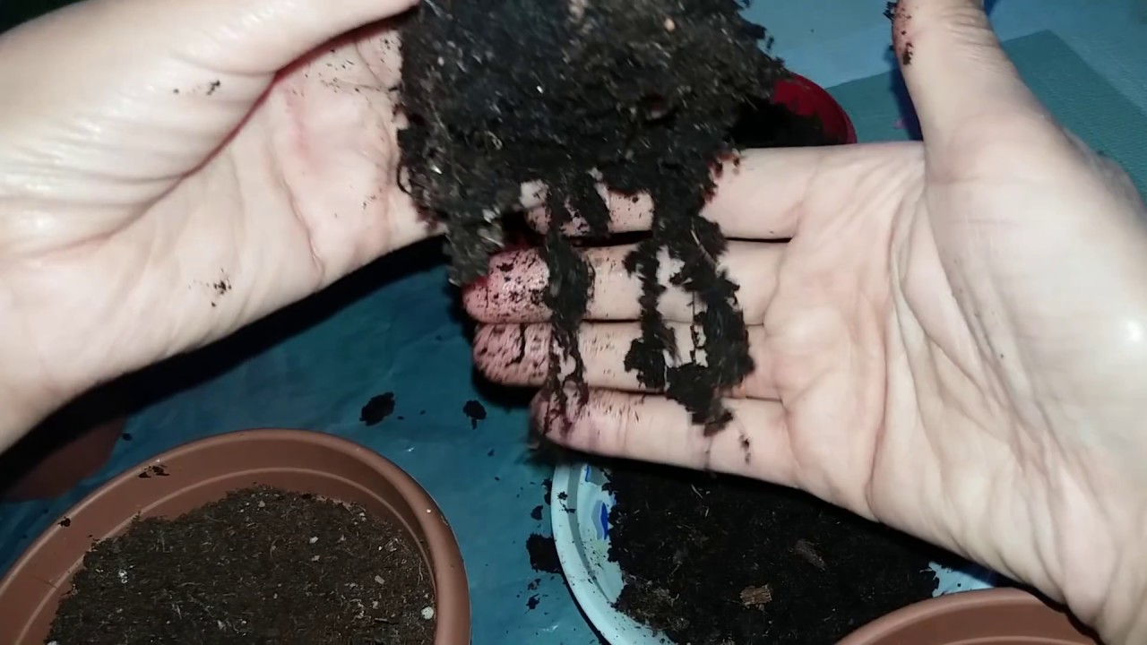MENEKŞE SAKSI DEĞİŞİMİ NASIL YAPILIR.Menekşe çiçek hakkında kısaca bilgi.