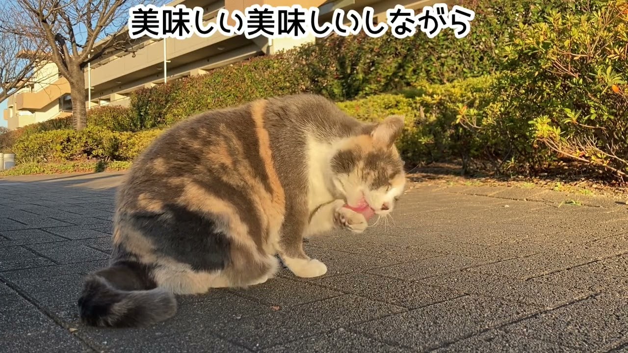 綺麗にできるにょ🐾#319