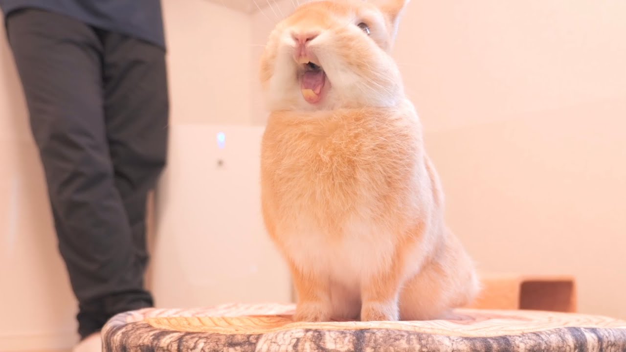 仕事で留守中の飼い主が背後にいた時のウサギの反応【No.918】