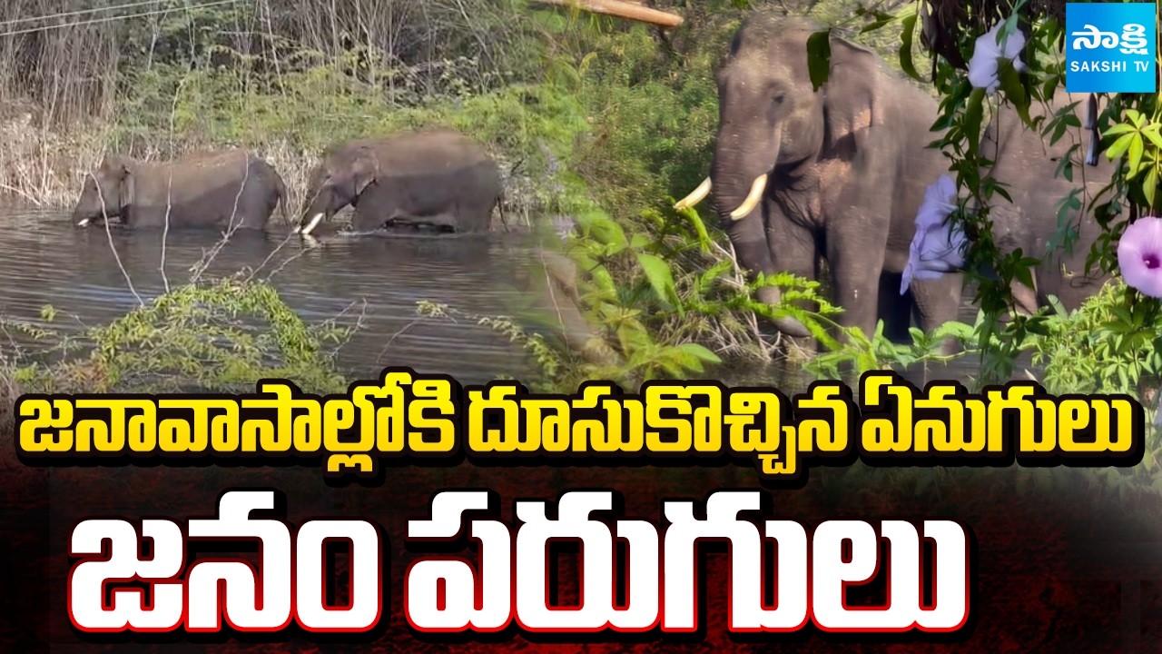 Elephants Stormed into Residential Areas In Chittoor | People Ran for Their Lives | @SakshiTV