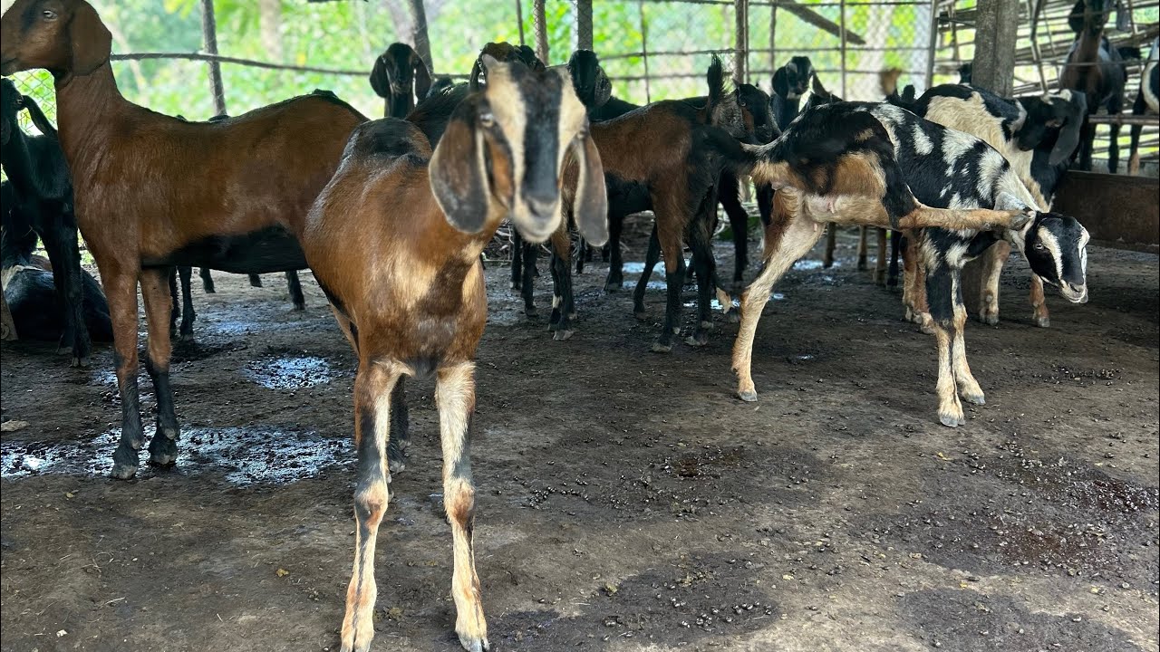 मुक्त संचार शेळी पालन 