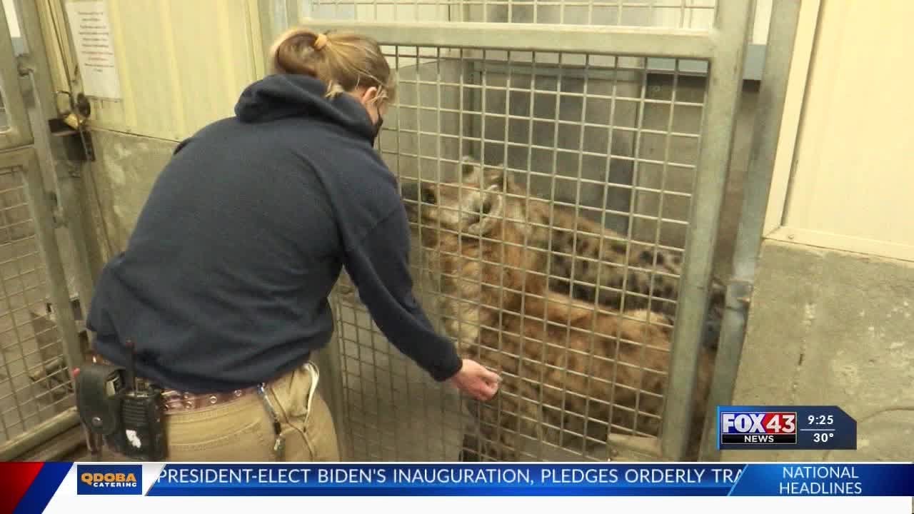 ZOO AND YOU: Keepers avoid laughing hyenas at Sunset Zoo