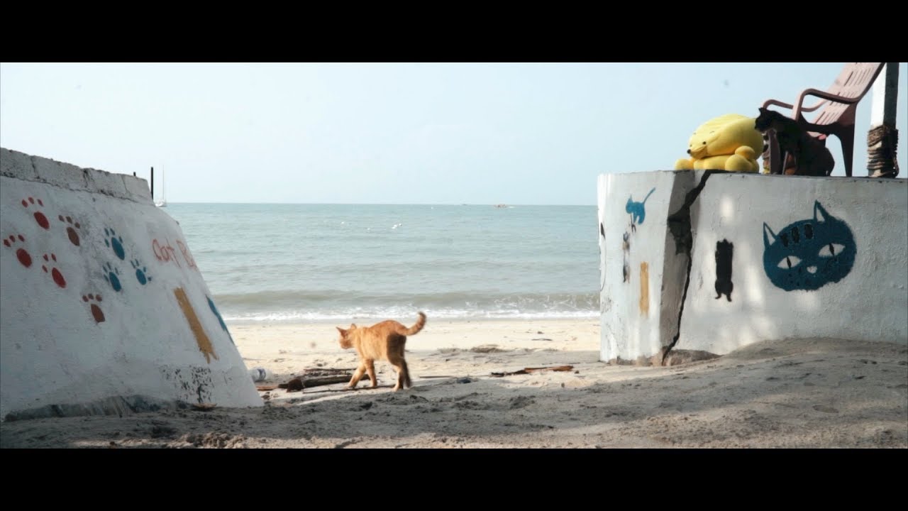 Cat Beach: Malaysia's BEACH That's Just For Cats