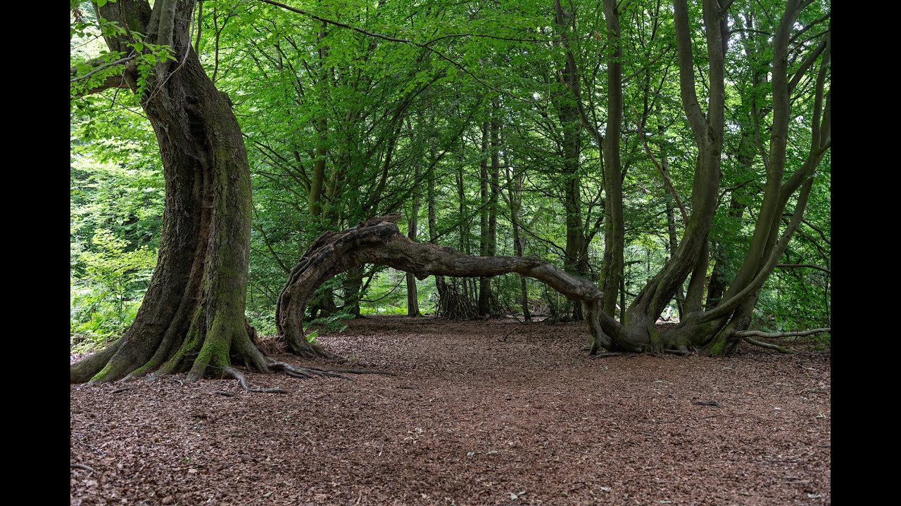 Urwald Sababurg