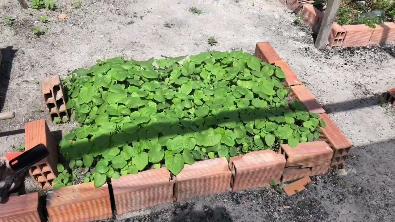 Vida na Roça 🌱 Plantando Quiabo, Arrumando as Baias e Falando da Terra