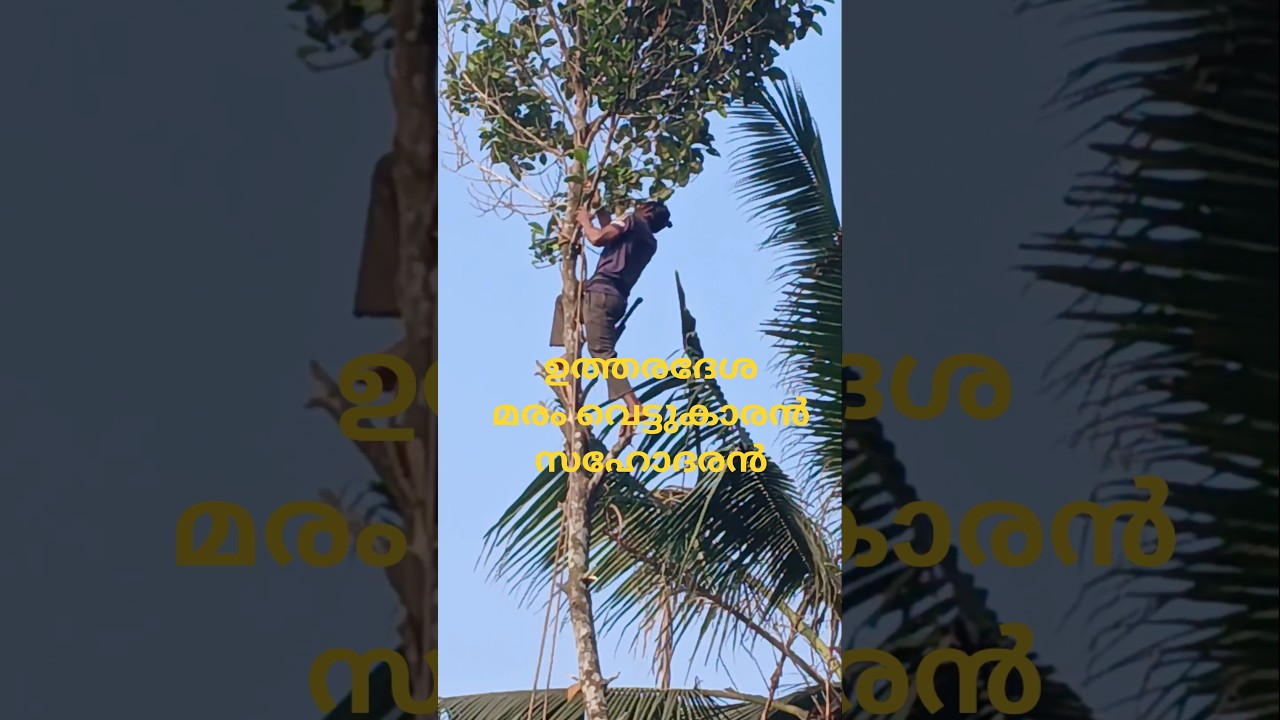 ഉത്തരദേശ മരം വെട്ടുകാരൻ സഹോദരൻ