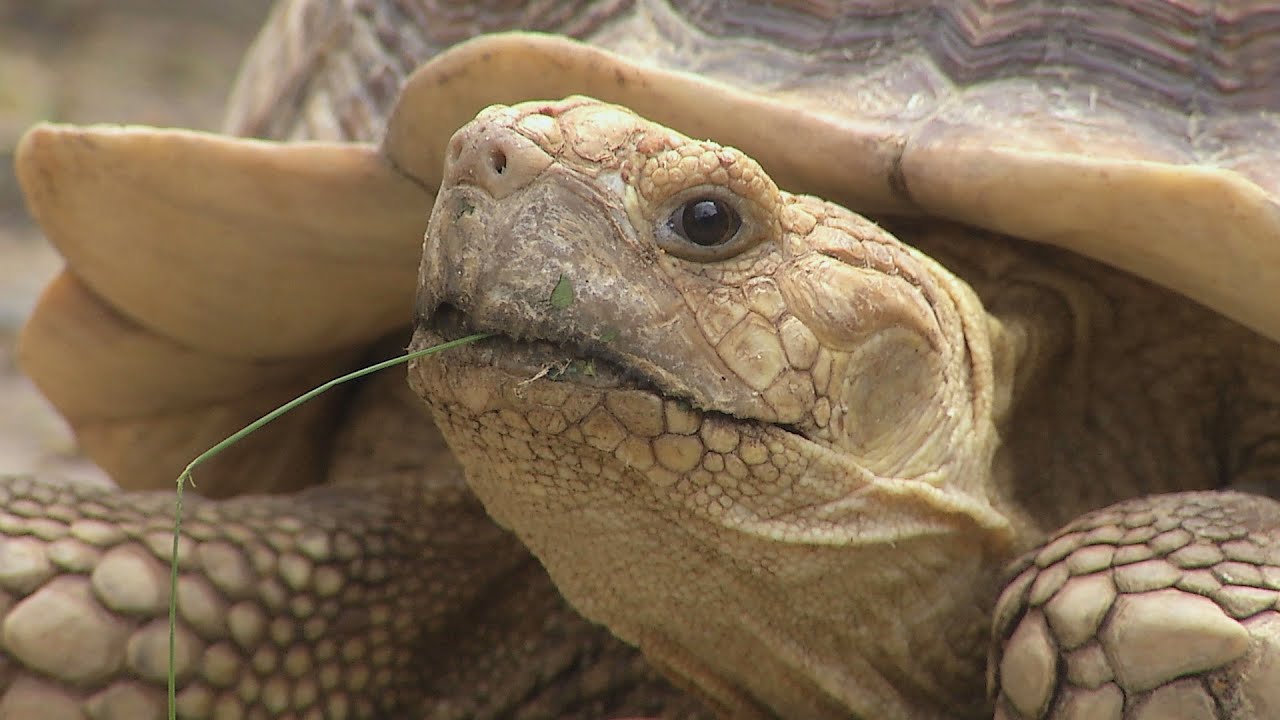 Zoo Ostrava chová třetí největší suchozemskou želvu na světě – želvu ostruhatou