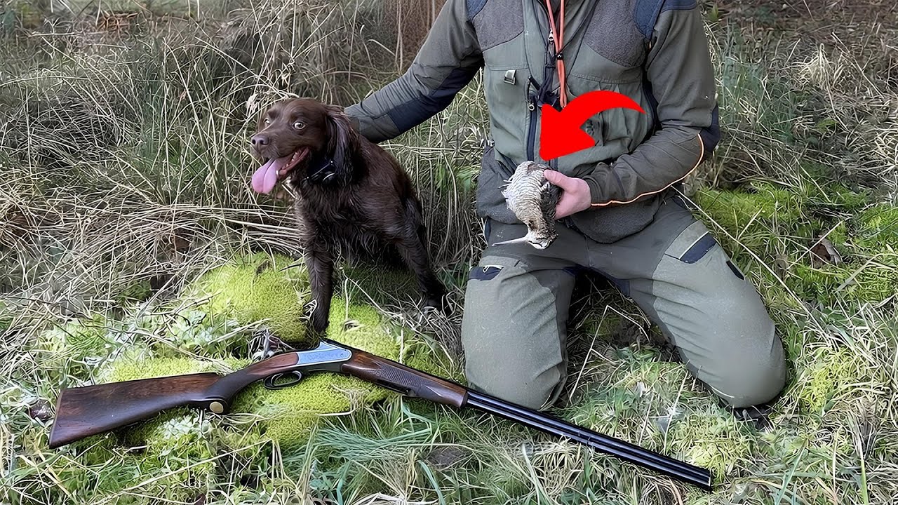 Chasse à la bécasse au chien d’arrêt - action intense en sous-bois