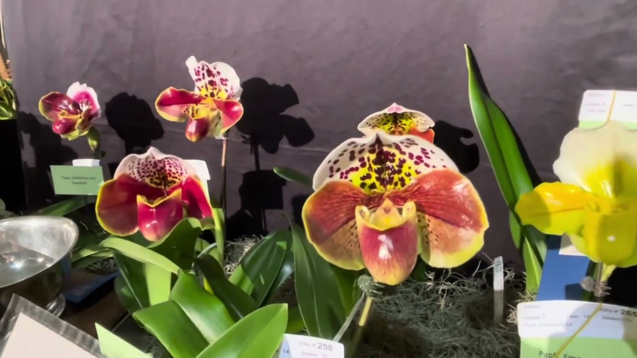 2025 Santa Barbara International Orchid Show