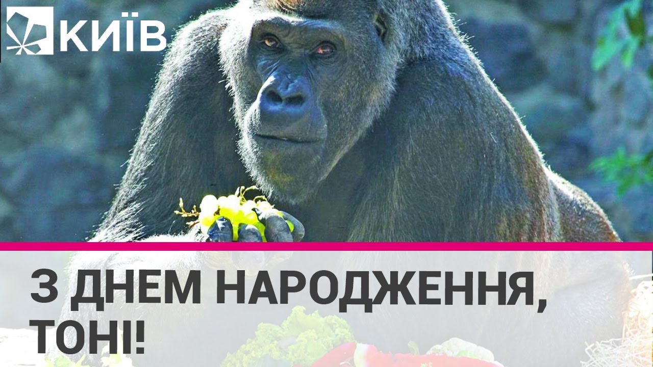 У столичному зоопарку відзначили 48-й рік народження горили Тоні