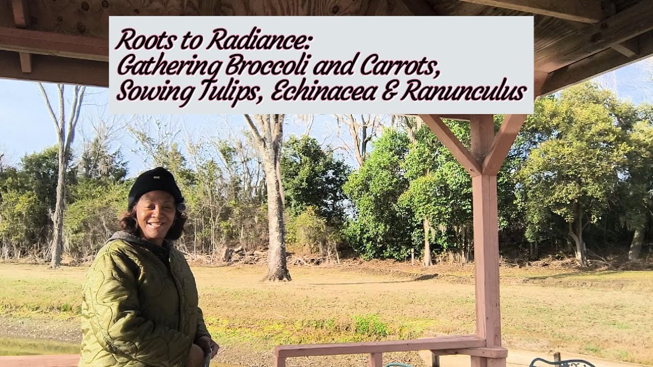От корней к сиянию: сбор брокколи и моркови, посев тюльпанов, эхинацеи и лютика.