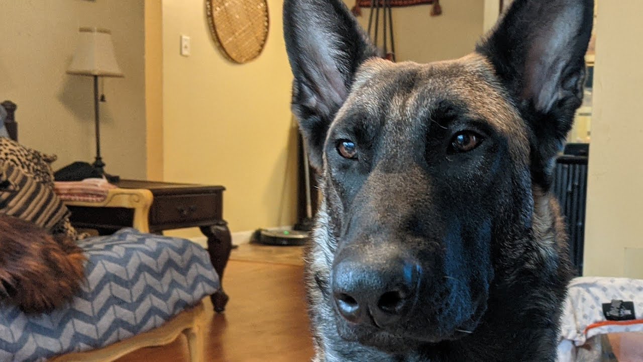 Owning a low drive Belgian Malinois pt.1