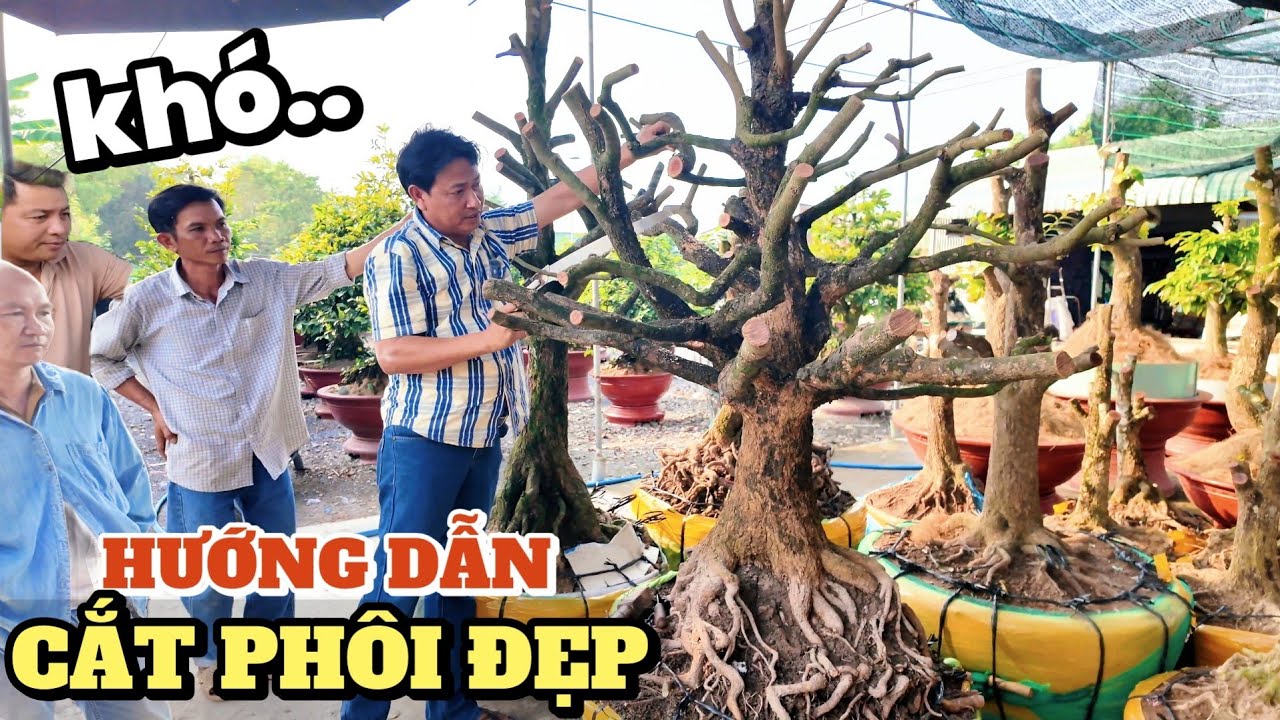Toát mồ hôi kỹ thuật cắt phôi đẹp Hoàng Mai hướng dẫn tạo dáng 2 cây tứ quý đế khủng chỉ bị lỗi này