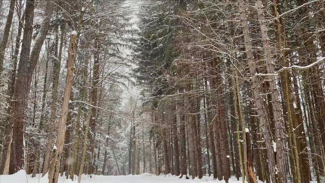 Classical Music - 4K Dolby Vision HDR - Snow Falling - Winter Forest