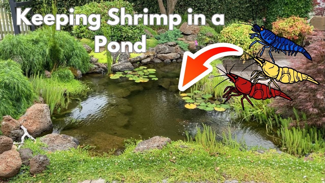 Keeping shrimp in a backyard pond