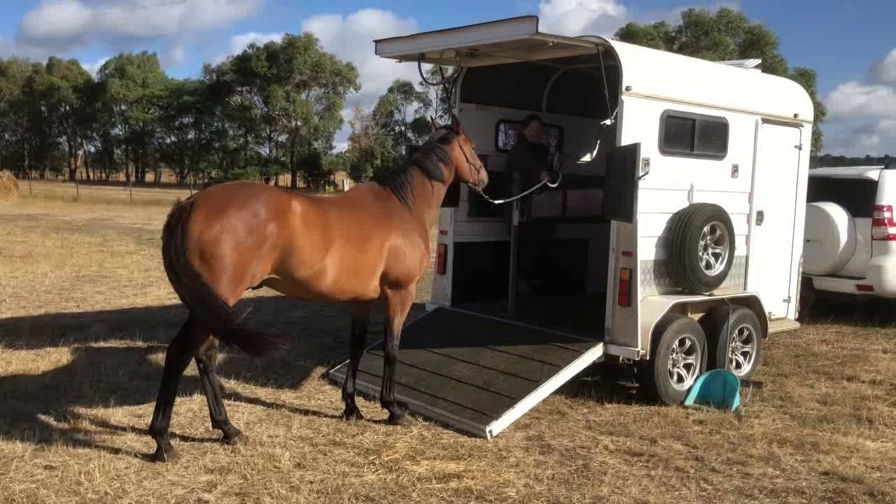 Horse Training - Float Loading Problem Horses 4