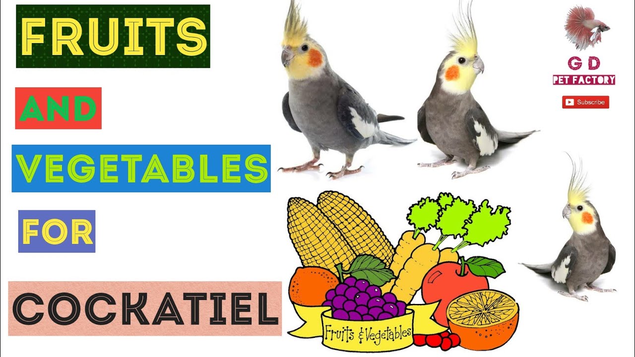Fruits and vegetables for cokatiels | Which fruits and vegetables can be served |தமிழில்