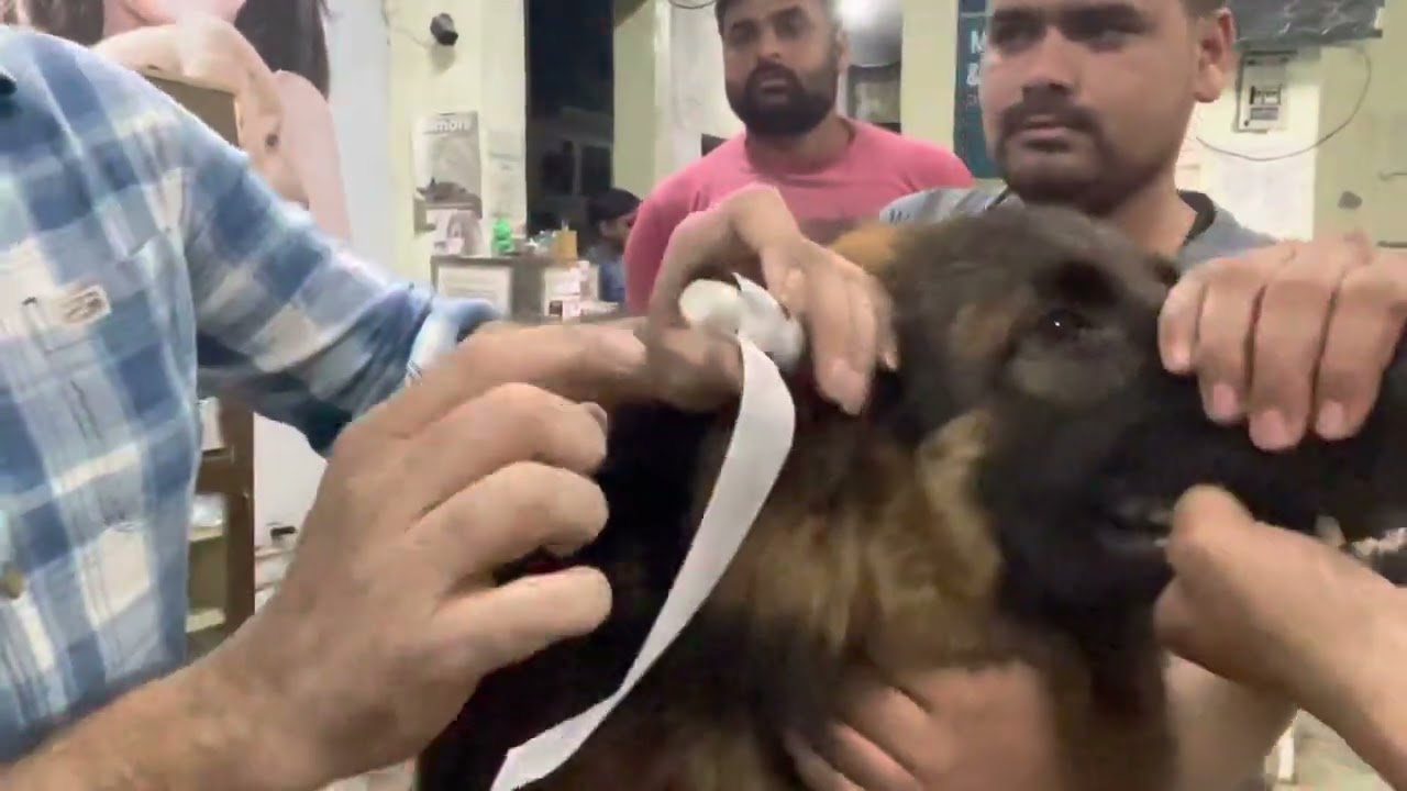 Aaj German Shepherd ke kaan set kiye || Ear tapping technique in German shepherd dog ||ear posting
