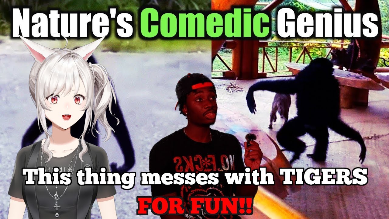 When agility and comedy come together! || Casual Geographic react