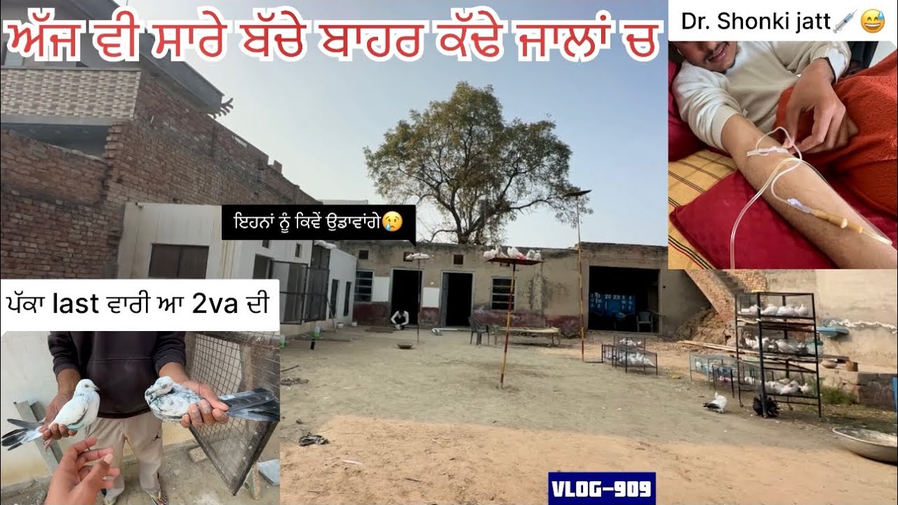 ਲਓ ਜੀ, ਅੱਜ 2 ਵੱਡੇ ਬੱਚਿਆ ਦੀ last ਉੱਡਾਈ ਕਰਾਈਂ🕊️🦅😬|| ਤੇ ਬਾਕੀ ਸਾਰੇ ਬੱਚੇ ਜਾਲਾਂ ਚ ਬਾਹਰ ਕੱਢੇ…