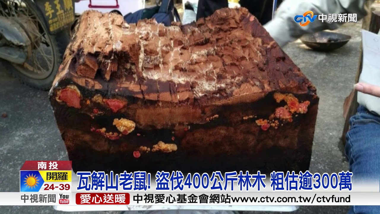 山老鼠盜伐還實彈打靶 工寮藏151顆霰彈│中視新聞 20180607