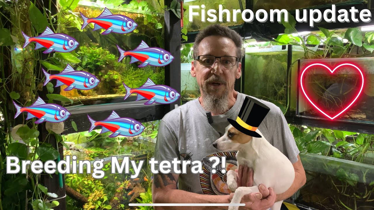 Breeding My NEW Tetras ! and a FishRoom Update