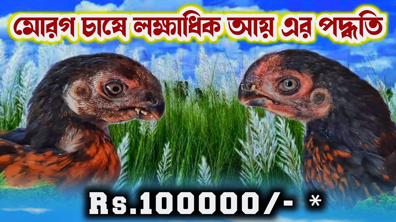 টিয়া ঠোঁট মোরগ চাষে লক্ষাধিক আয় || Aseel murga farm || Parrot breeding hen || Balakdih Murga