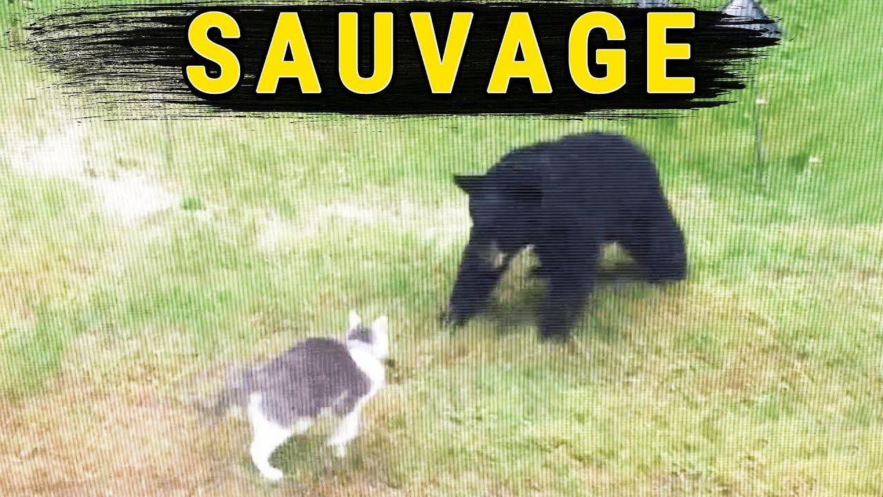 Les CHATS sont des GUERRIERS qui n'ont peur de RIEN