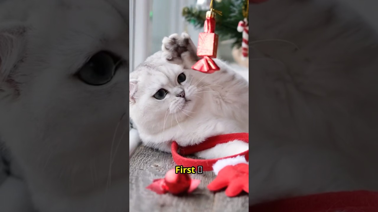 How to Say Sorry to your Cats? 🐱 🐱🙇🏻&zwj;♂️