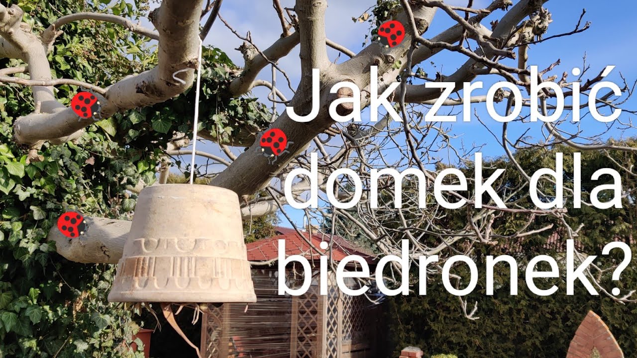 Jak zrobić domek dla biedronek?