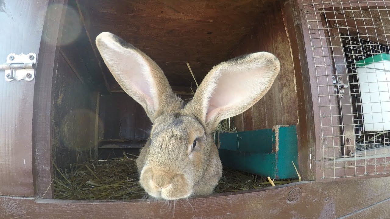 Sprzątanie klatek w Hodowli Królików, mały przysmak dla Kur VLOG#17