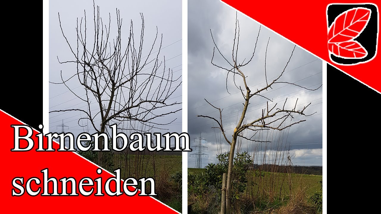 Birnenbaum schneiden im Fr&uuml;hjahr