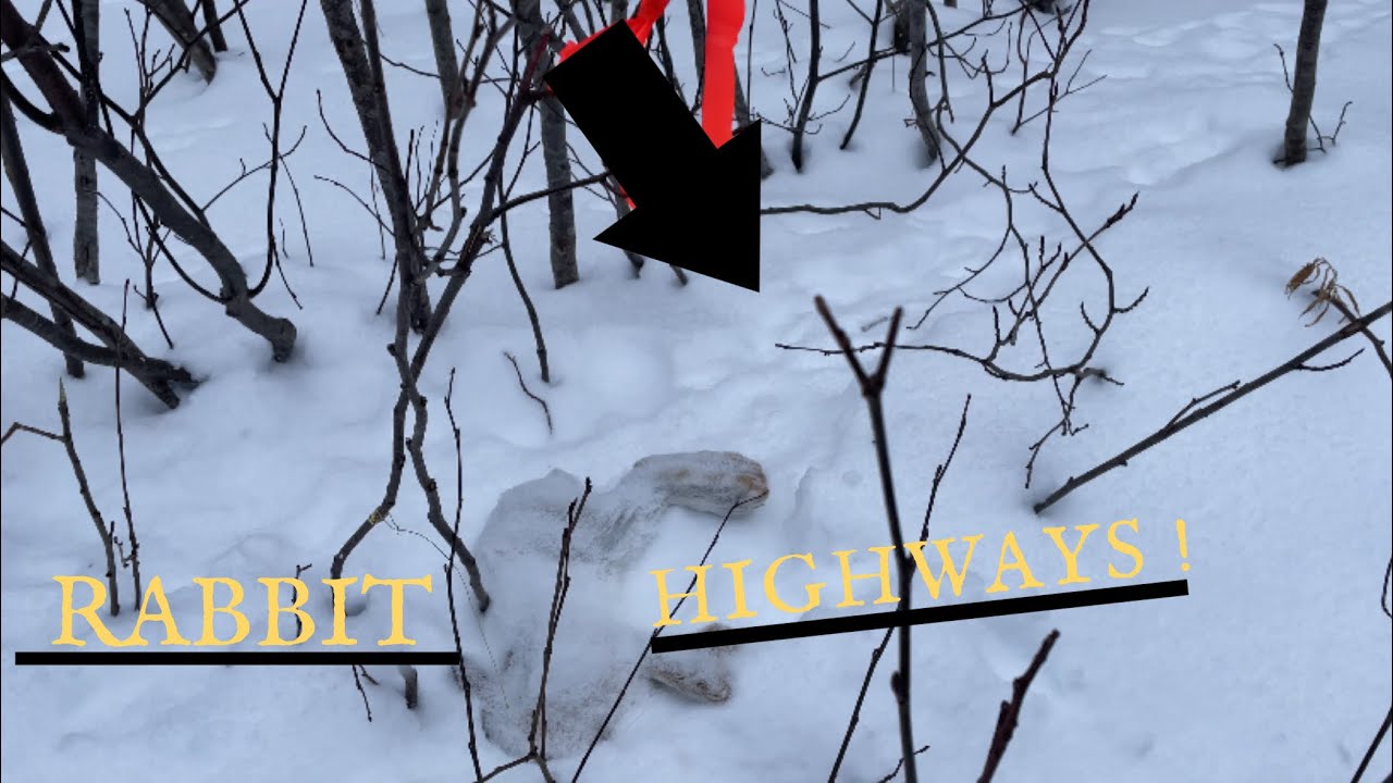 RABBIT SNARING the BEST LEADS I’ve EVER SEEN ! TRACKS ABSOLUTELY EVERYWHERE ! Western Newfoundland