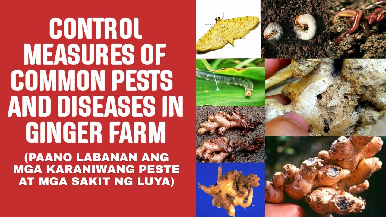 Control Measures Of Common Pests And Diseases In Ginger Farm | Ginger Farming In The Philippines