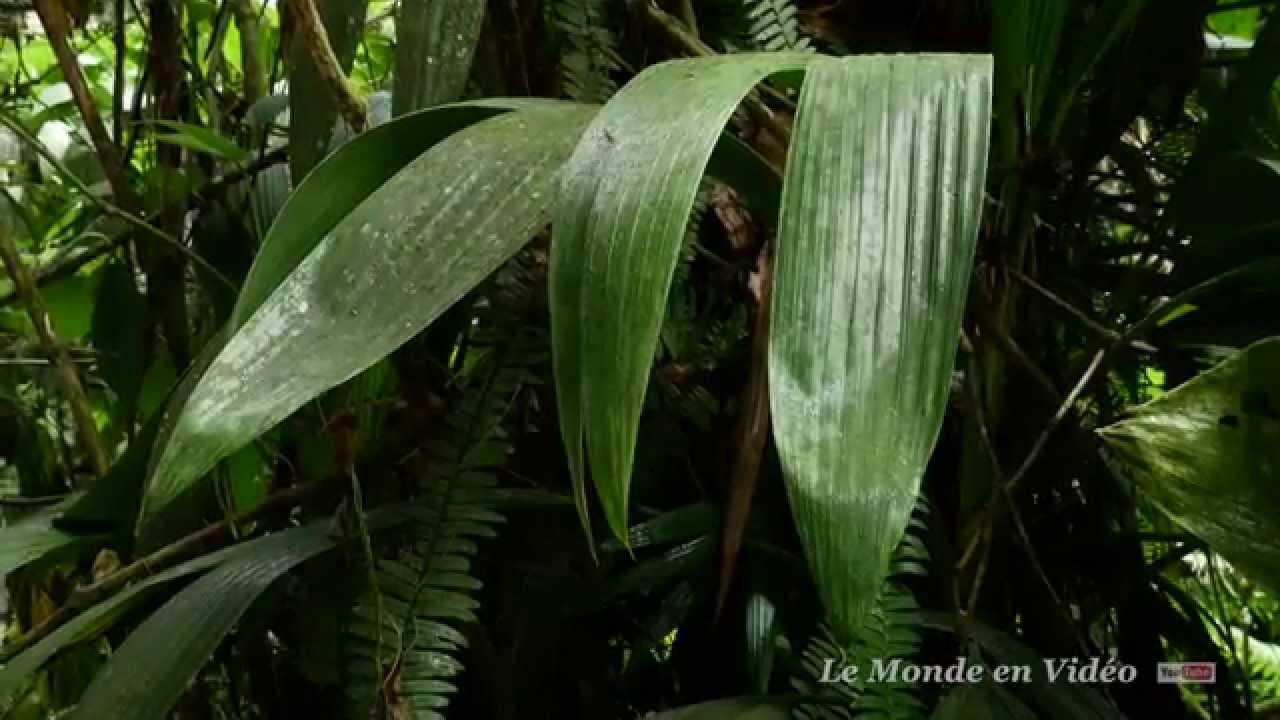 A walking tour  in the tropical jungle  in Martinique