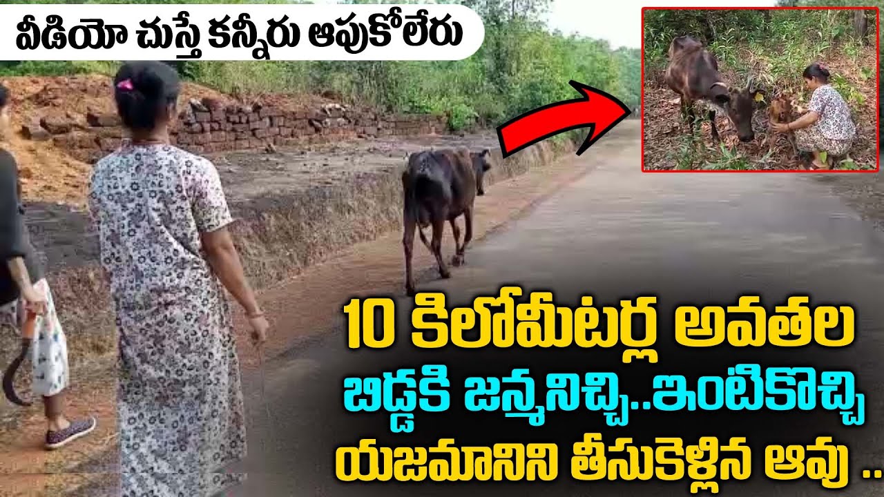 10 కిలోమీటర్ల అవతల బిడ్డకి జన్మనిచ్చి యజమానిని తీసుకెళ్లిన ఆవు | Cow Found Her Child For Away 10 Km
