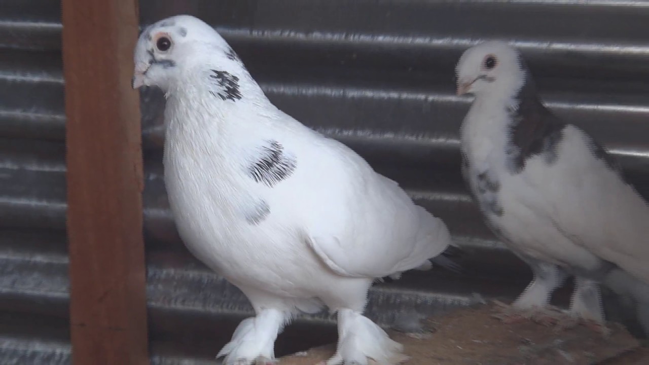 Epic Pigeon loft finally complete