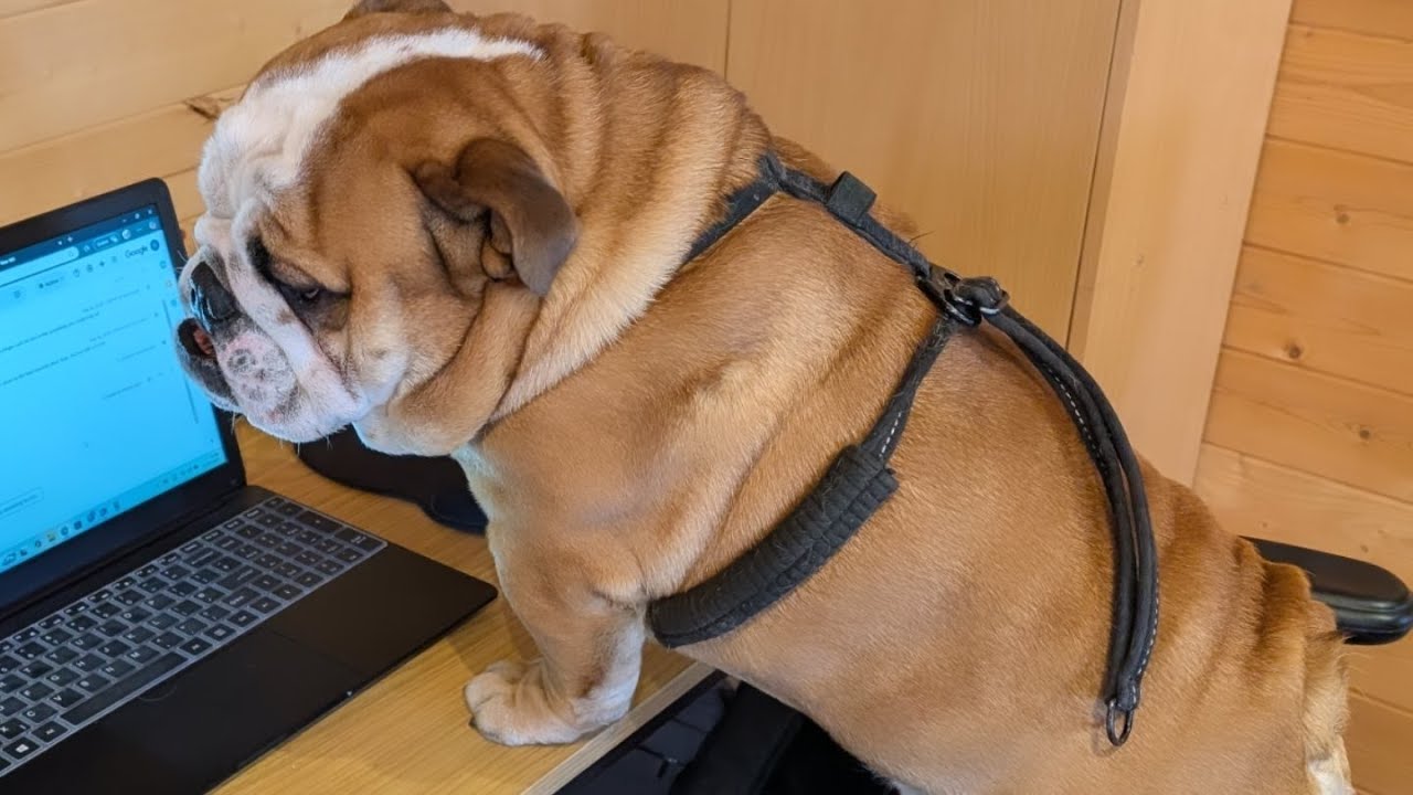 This is what a typical day is like for me now with my new rescue centre 😎 ... I'm loving it 🥹