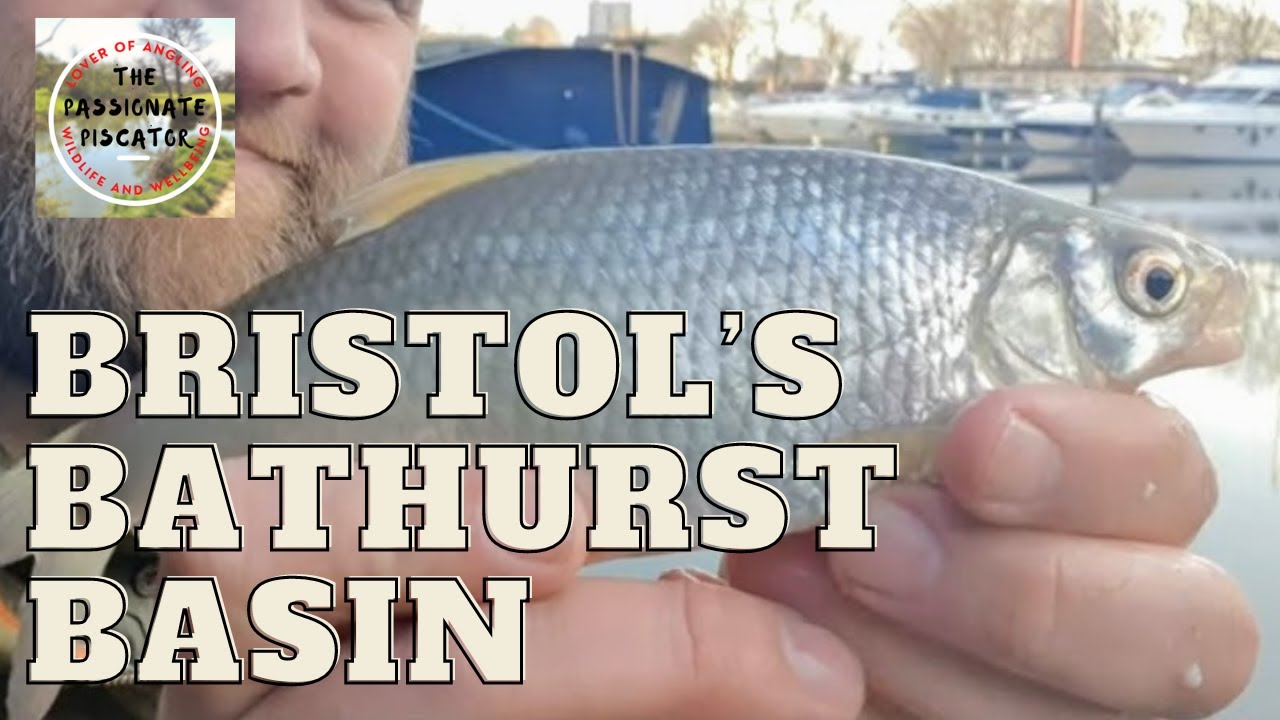Bathurst Basin - Silver Fish Angling in Bristol Harbour