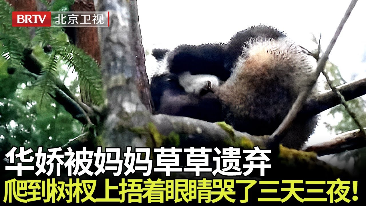 华娇被妈妈草草遗弃，爬到树杈上用双手捂着眼睛，哭了三天三夜！ 【熊猫奇缘】