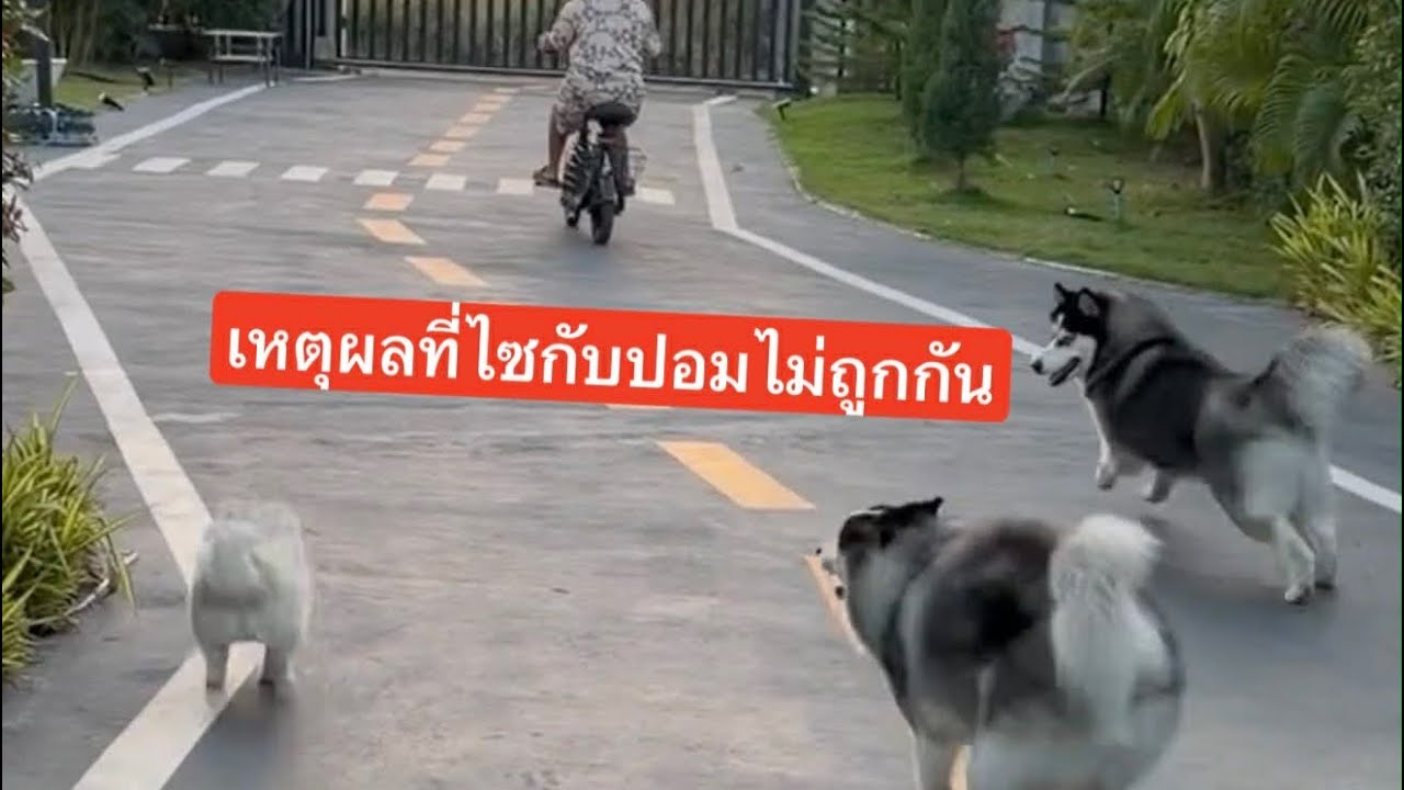เหตุผลที่ไซบีเรียนพวกนี้ชอบแกล้งน้องปอมผุ้น่ารักตัวน้อย