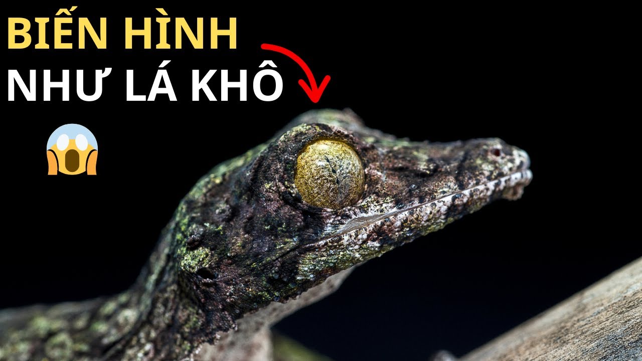 Thằn lằn lá 🦎 – biến thành… lá khô hoàn hảo , Khám Phá Thế Giới Động Vật  | Bách Khoa Động Vật