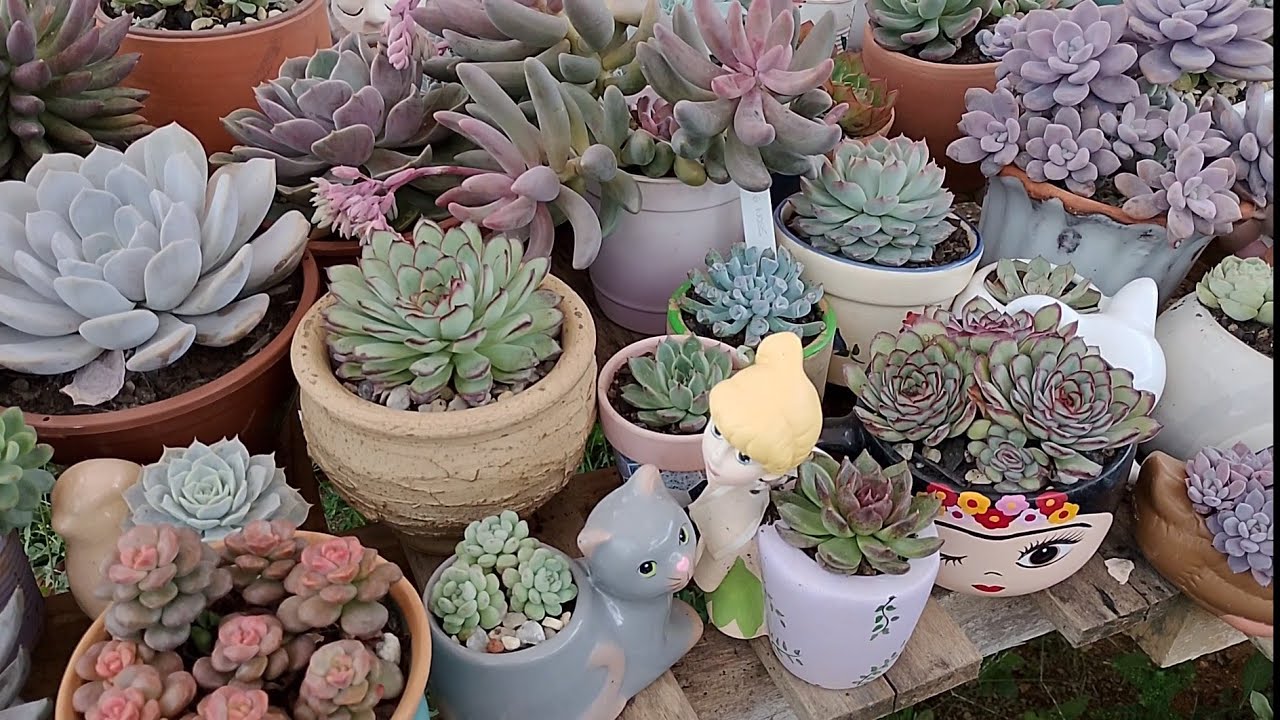 Suculentas de sol pleno muitas variedades com identificação e muitas dicas de cultivo